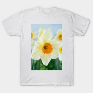 Narcissus  'Sempre Avanti'   Div. 2  Large-cupped  Daffodil T-Shirt